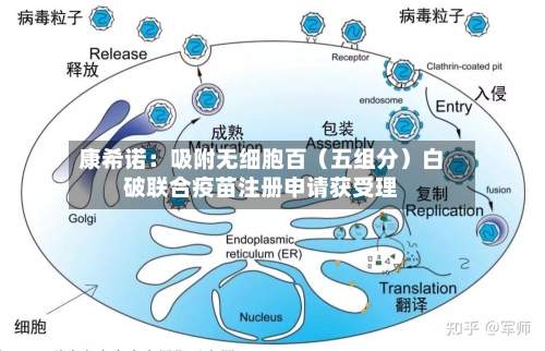 康希诺：吸附无细胞百（五组分）白破联合疫苗注册申请获受理