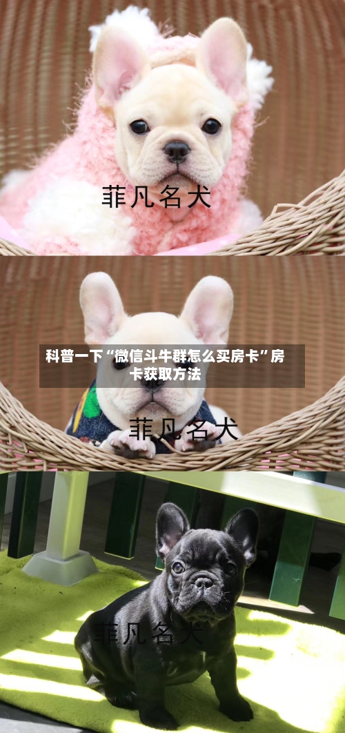科普一下“微信斗牛群怎么买房卡”房卡获取方法-第2张图片