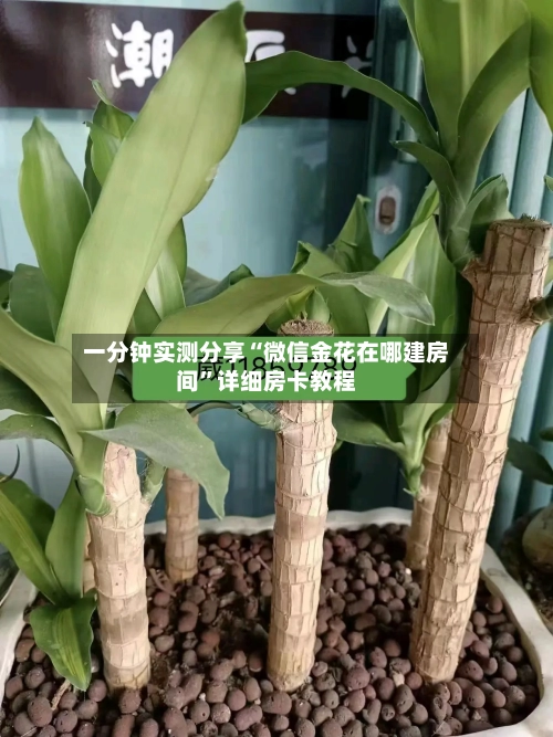 一分钟实测分享“微信金花在哪建房间”详细房卡教程-第2张图片