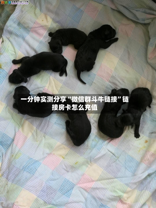 一分钟实测分享“微信群斗牛链接	”链接房卡怎么充值-第3张图片
