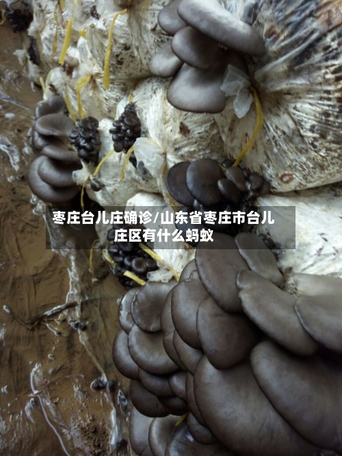 枣庄台儿庄确诊/山东省枣庄市台儿庄区有什么蚂蚁
