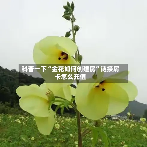 科普一下“金花如何创建房”链接房卡怎么充值-第2张图片