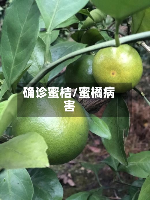 确诊蜜桔/蜜橘病害