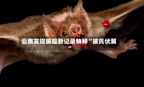 云南发现蝙蝠新记录物种“彼氏伏翼”-第2张图片