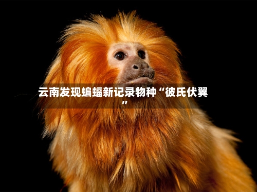 云南发现蝙蝠新记录物种“彼氏伏翼”-第3张图片
