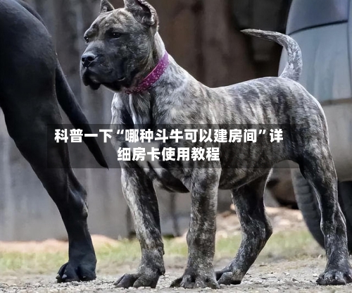 科普一下“哪种斗牛可以建房间”详细房卡使用教程-第2张图片