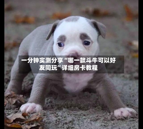 一分钟实测分享“哪一款斗牛可以好友同玩”详细房卡教程