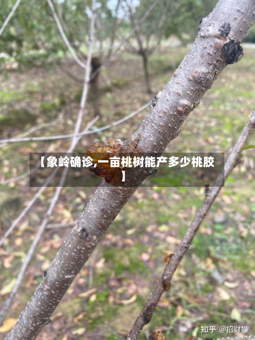 【象岭确诊,一亩桃树能产多少桃胶】-第3张图片