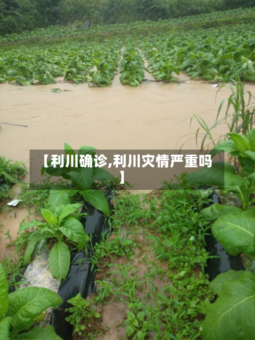 【利川确诊,利川灾情严重吗】-第2张图片