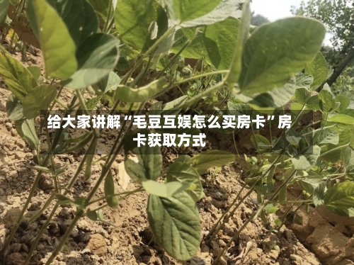 给大家讲解“毛豆互娱怎么买房卡	”房卡获取方式-第2张图片
