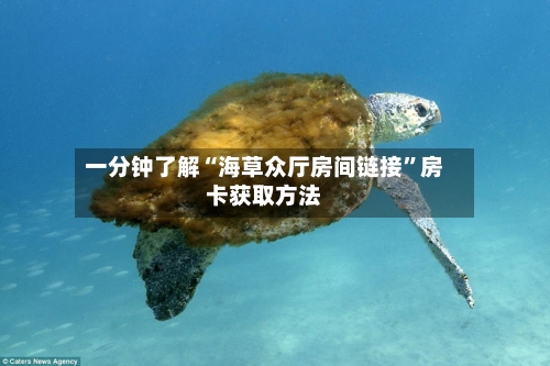 一分钟了解“海草众厅房间链接”房卡获取方法-第2张图片