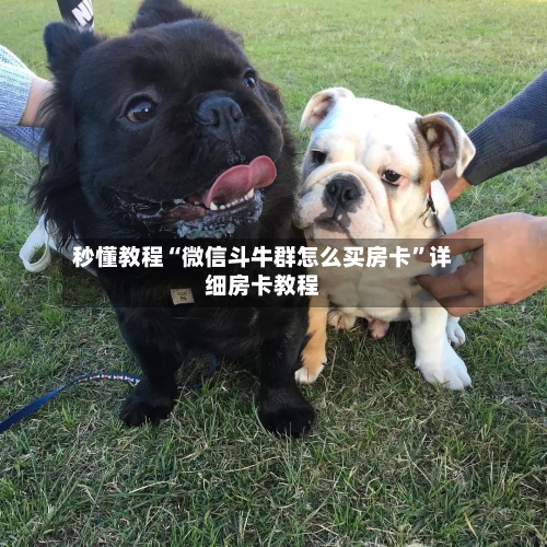 秒懂教程“微信斗牛群怎么买房卡”详细房卡教程