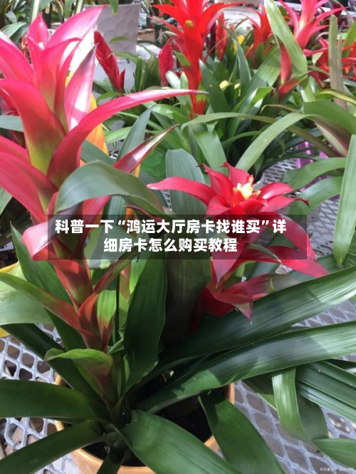 科普一下“鸿运大厅房卡找谁买”详细房卡怎么购买教程-第3张图片