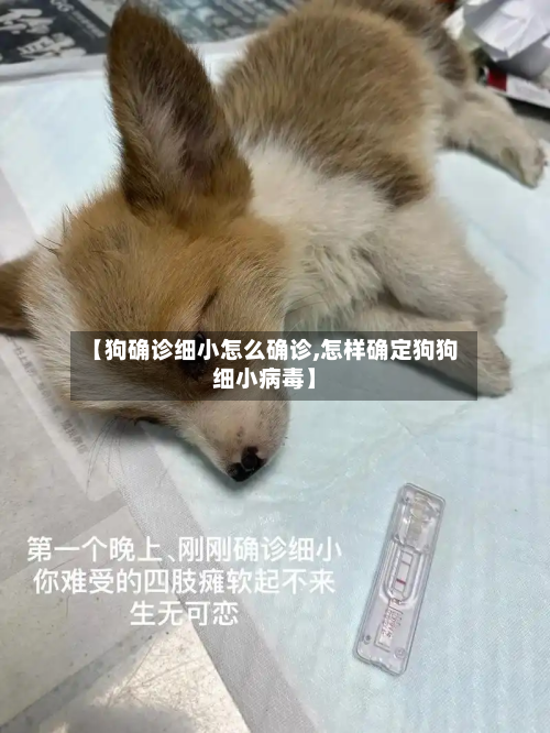 【狗确诊细小怎么确诊,怎样确定狗狗细小病毒】-第2张图片