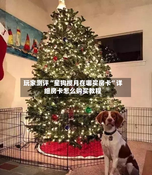 玩家测评“星狗揽月在哪买房卡	”详细房卡怎么购买教程-第2张图片