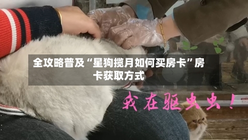 全攻略普及“星狗揽月如何买房卡”房卡获取方式-第3张图片