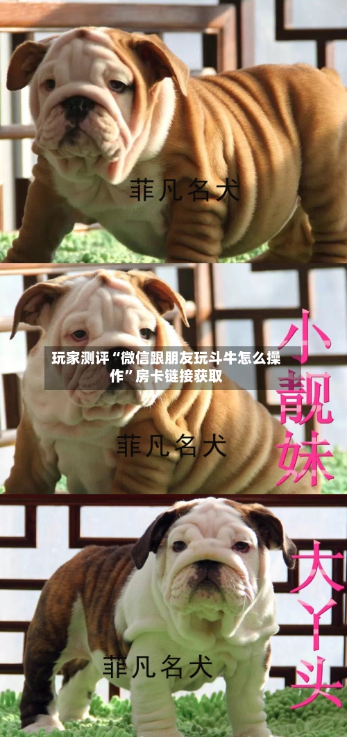 玩家测评“微信跟朋友玩斗牛怎么操作”房卡链接获取-第2张图片