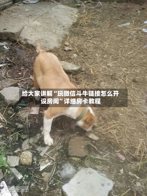 给大家讲解“玩微信斗牛链接怎么开设房间”详细房卡教程-第2张图片