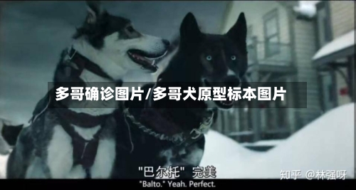 多哥确诊图片/多哥犬原型标本图片
