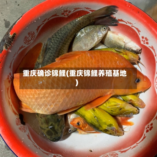 重庆确诊锦鲤(重庆锦鲤养殖基地)-第1张图片