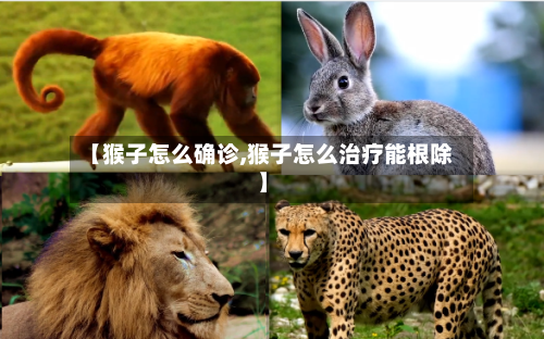 【猴子怎么确诊,猴子怎么治疗能根除】
