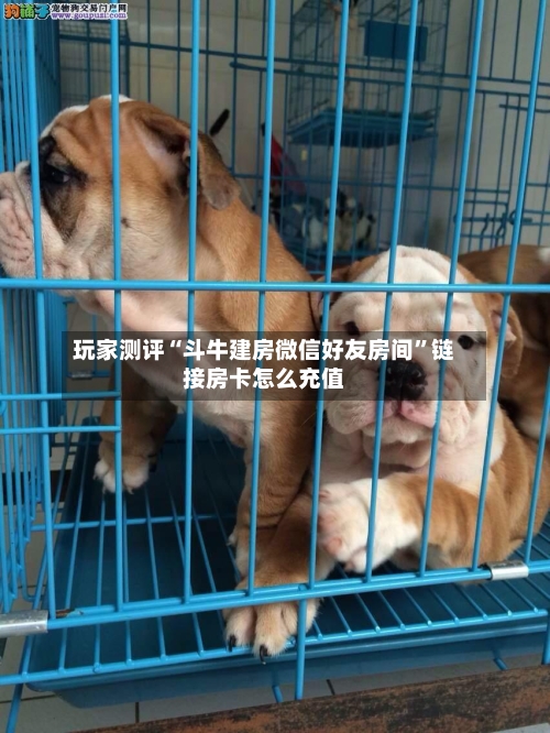 玩家测评“斗牛建房微信好友房间”链接房卡怎么充值-第2张图片