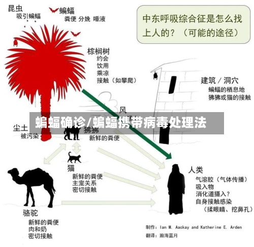 蝙蝠确诊/蝙蝠携带病毒处理法