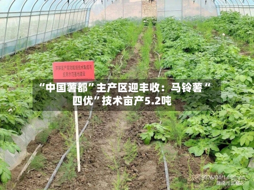 “中国薯都”主产区迎丰收：马铃薯“四优”技术亩产5.2吨