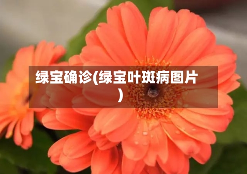绿宝确诊(绿宝叶斑病图片)