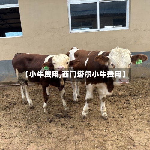 【小牛费用,西门塔尔小牛费用】