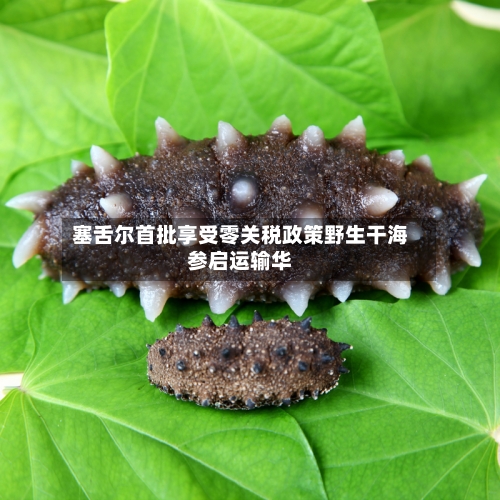 塞舌尔首批享受零关税政策野生干海参启运输华-第2张图片