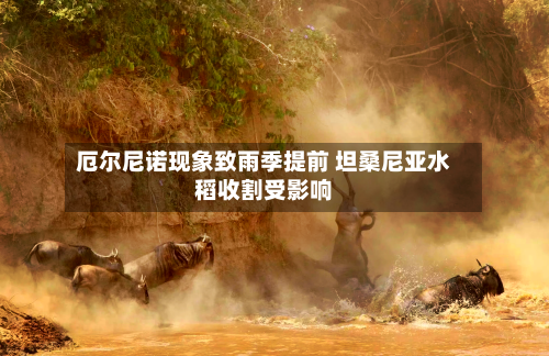 厄尔尼诺现象致雨季提前 坦桑尼亚水稻收割受影响-第3张图片