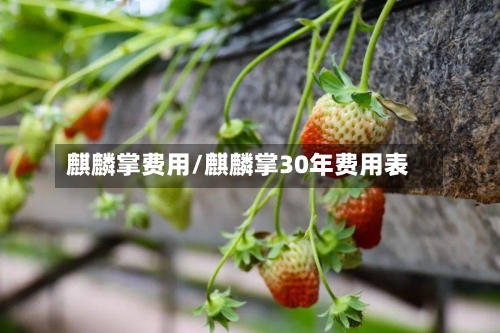 麒麟掌费用/麒麟掌30年费用表-第1张图片